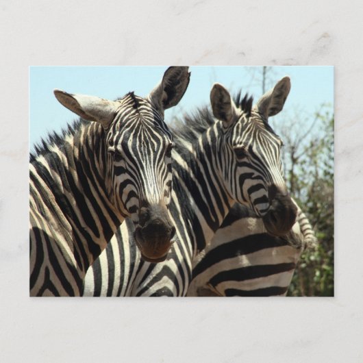Zebras-Look Postkarte (Vorderseite)