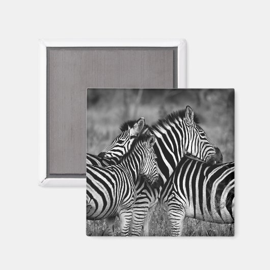 Zebras Magnet (Vorderseite/Rückseite)