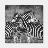 Zebras Magnet (Vorne)
