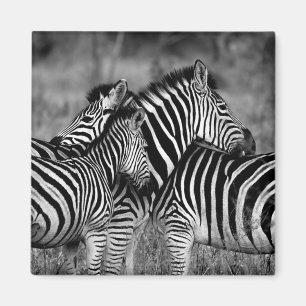 Zebras Magnet