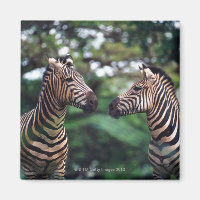 Zebras
