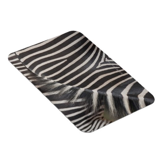 Zebras Magnet (Rechte Seite)