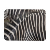 Zebras Magnet (Horizontal)