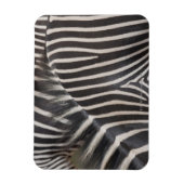 Zebras Magnet (Vertikal)