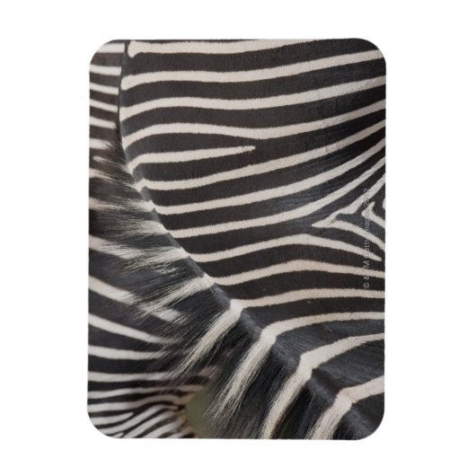 Zebras Magnet (Vertikal)