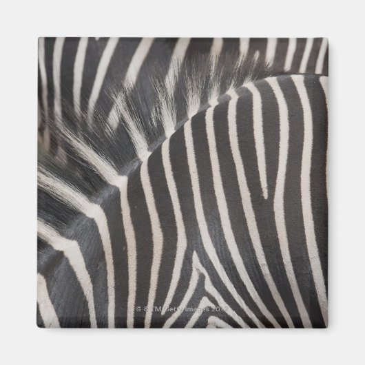 Zebras Magnet (Vorne)