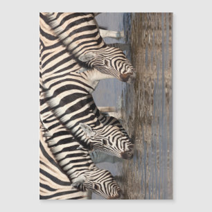 Zebras Magnetkarte
