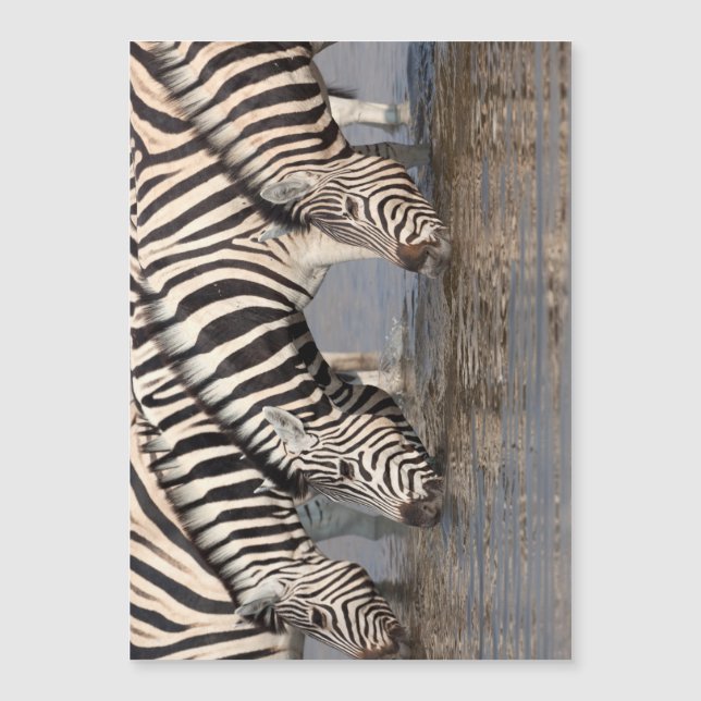 Zebras Magnetkarte (Vorderseite)