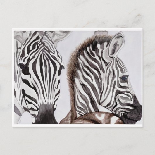 Zebras Mutter und Kind Postkarte (Vorderseite)