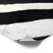 Zebras packen zusammen auf dem Feld Poster (Ecke)