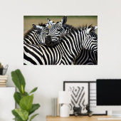 Zebras packen zusammen auf dem Feld Poster (Heimbüro)