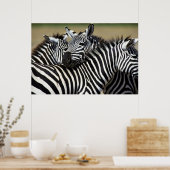Zebras packen zusammen auf dem Feld Poster (Küche)