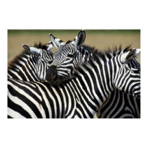 Zebras packen zusammen auf dem Feld