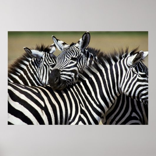 Zebras packen zusammen auf dem Feld Poster (Vorne)