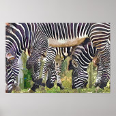 ZEBRAS POSTER (Vorne)
