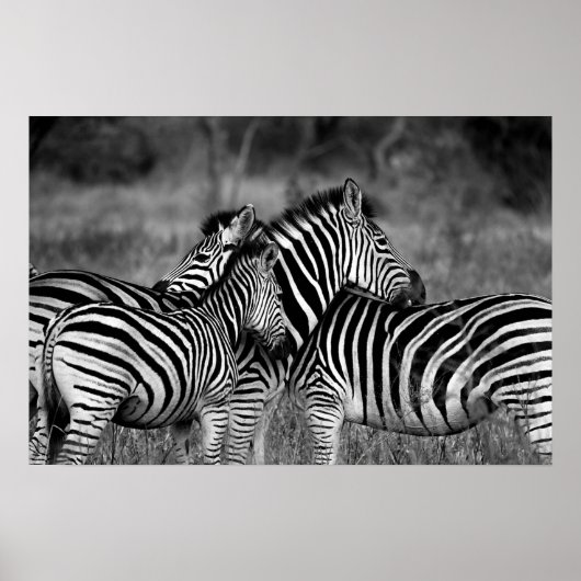 Zebras Poster (Vorne)