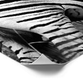 Zebras Poster (Ecke)