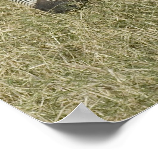 Zebras-Poster in Tansania Poster (Ecke)