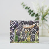 ZEBRAS POSTKARTE (Stehend Vorderseite)