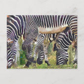 ZEBRAS POSTKARTE (Vorderseite)