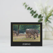 Zebras Postkarte (Stehend Vorderseite)