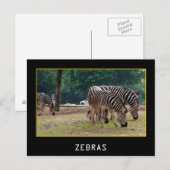 Zebras Postkarte (Vorne/Hinten)