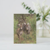 Zebras Postkarte (Stehend Vorderseite)