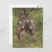 Zebras Postkarte (Vorne/Hinten)
