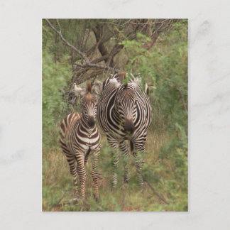 Zebras Postkarte