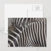 Zebras Postkarte (Vorne/Hinten)