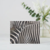Zebras Postkarte (Stehend Vorderseite)