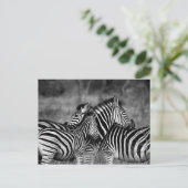 Zebras Postkarte (Stehend Vorderseite)