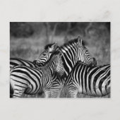 Zebras Postkarte (Vorderseite)