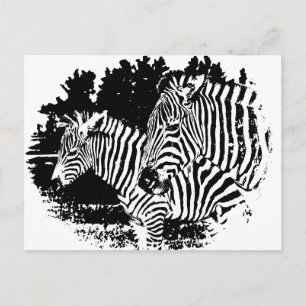 Zebras Postkarte