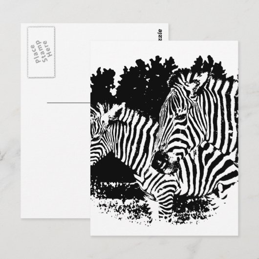 Zebras Postkarte (Vorne/Hinten)