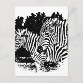 Zebras Postkarte (Vorderseite)