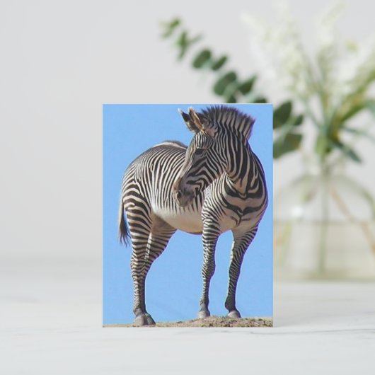 Zebras Postkarte (Stehend Vorderseite)