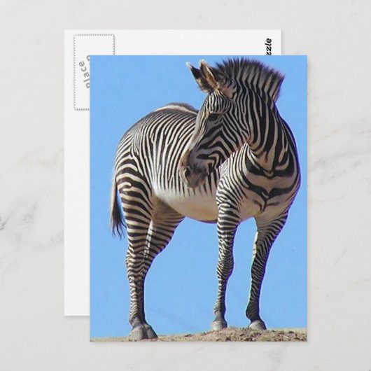 Zebras Postkarte (Vorne/Hinten)