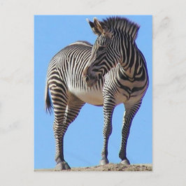 Zebras Postkarte