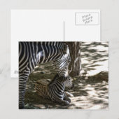 Zebras Postkarte (Vorne/Hinten)