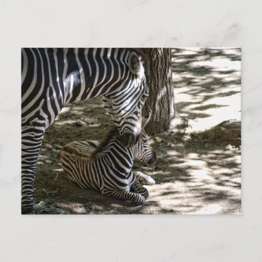 Zebras Postkarte (Vorderseite)