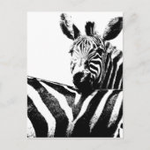 Zebras Postkarte (Vorderseite)