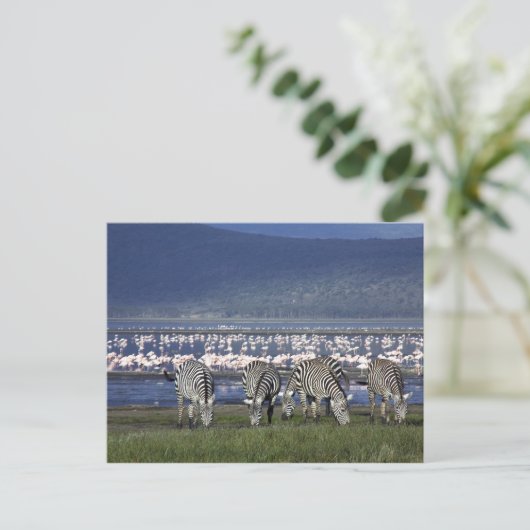 Zebras Postkarte (Stehend Vorderseite)