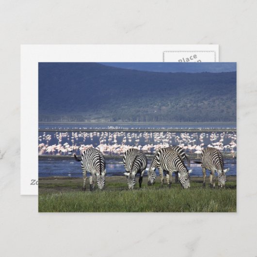 Zebras Postkarte (Vorne/Hinten)