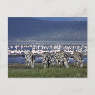 Zebras Postkarte