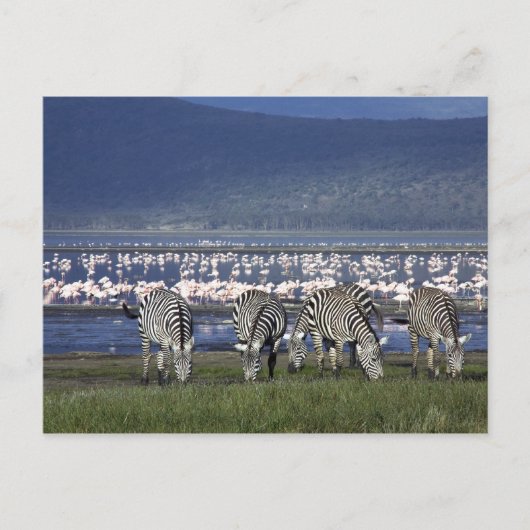 Zebras Postkarte (Vorderseite)