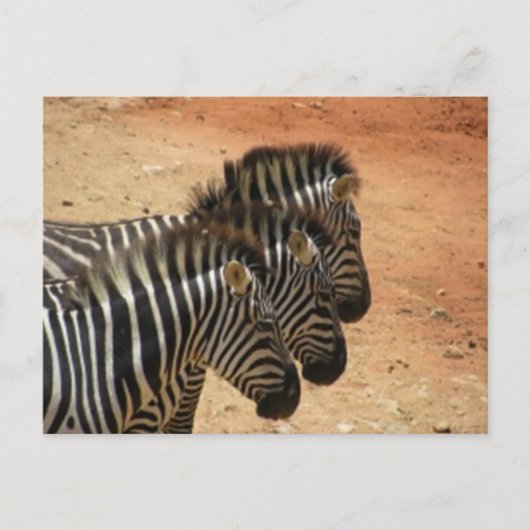 Zebras Postkarte (Vorderseite)