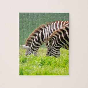 Zebras Puzzle