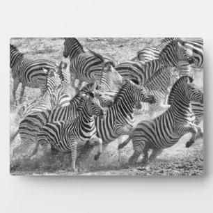 Zebras running fotoplatte