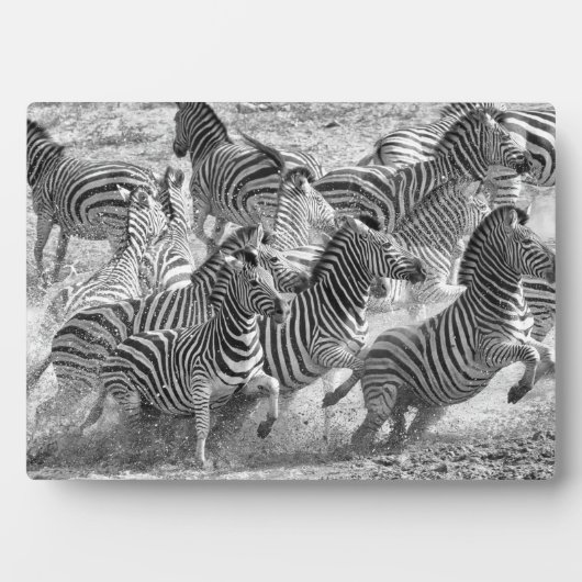 Zebras running fotoplatte (Vorderseite)